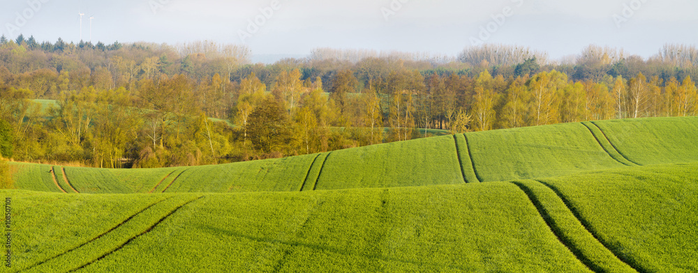 Fototapeta premium pole młodego,zielonego zboża