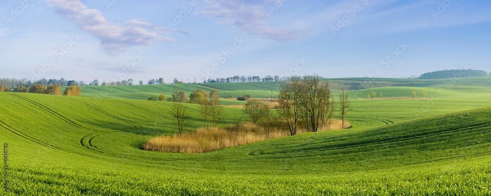 Obraz premium pole młodego,zielonego zboża 