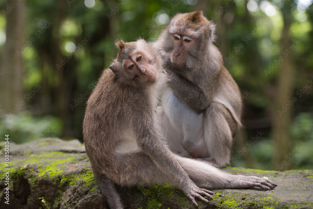 Two monkeys in the forest near Ubud, Bali
