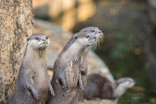 Group of asian small-clawed otters © Sunday Cat Studio
