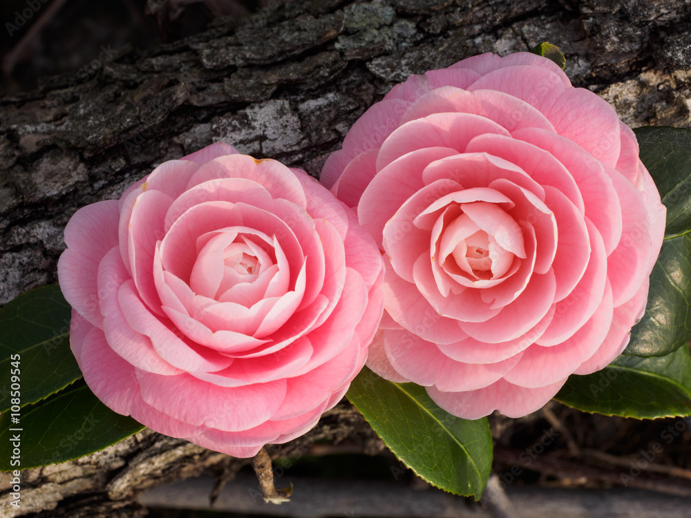 Fototapeta premium This beautiful pink camellia