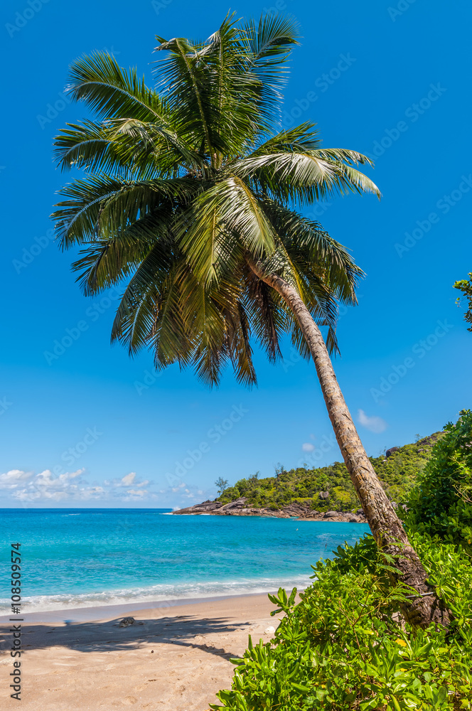 Idyllic paradise palm Anse Major Beach - Mahe Island, Seychelles