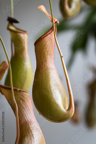 This is a photo of one kinds of nepenthes, was taken in Xiamen botanical garden, China. photo