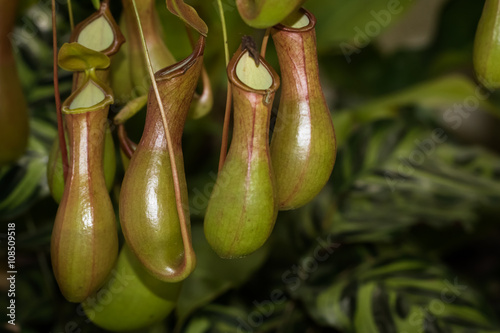 This is a photo of one kinds of nepenthes, was taken in Xiamen botanical garden, China.