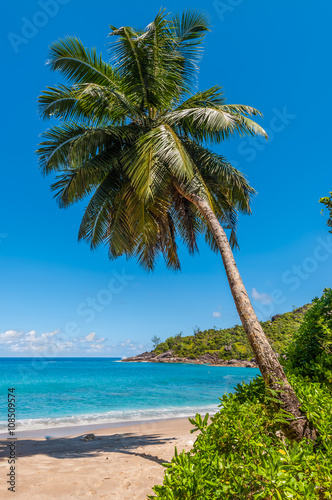 Idyllic paradise palm Anse Major Beach - Mahe Island, Seychelles