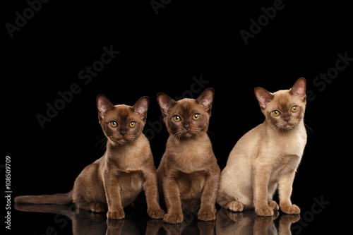 Fototapeta Naklejka Na Ścianę i Meble -  Three Little Burmese kittens Sitting on Isolated black background