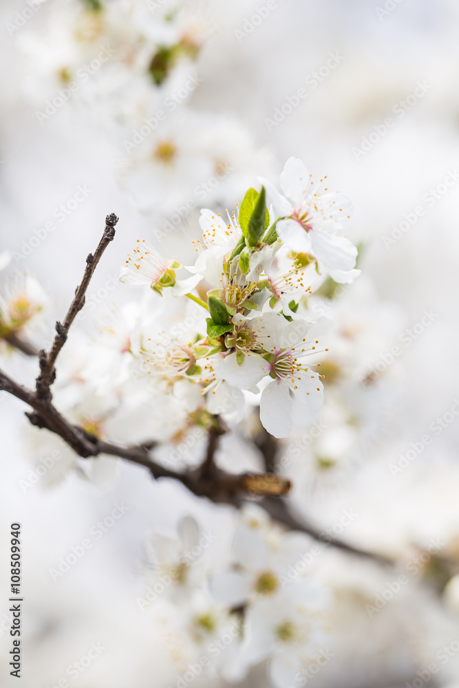 Flowering trees on a spring sunny day. White flowers on the brances. Spring background Flowering trees on a spring sunny day. White flowers on the brances. Spring background