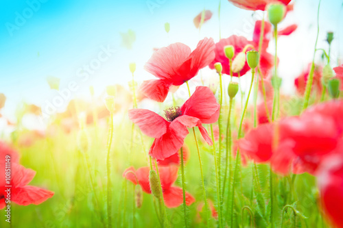 Fototapeta Naklejka Na Ścianę i Meble -  Gentle poppies in a field