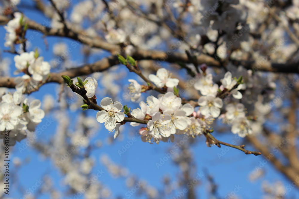 Белые цветы вишни в весной
