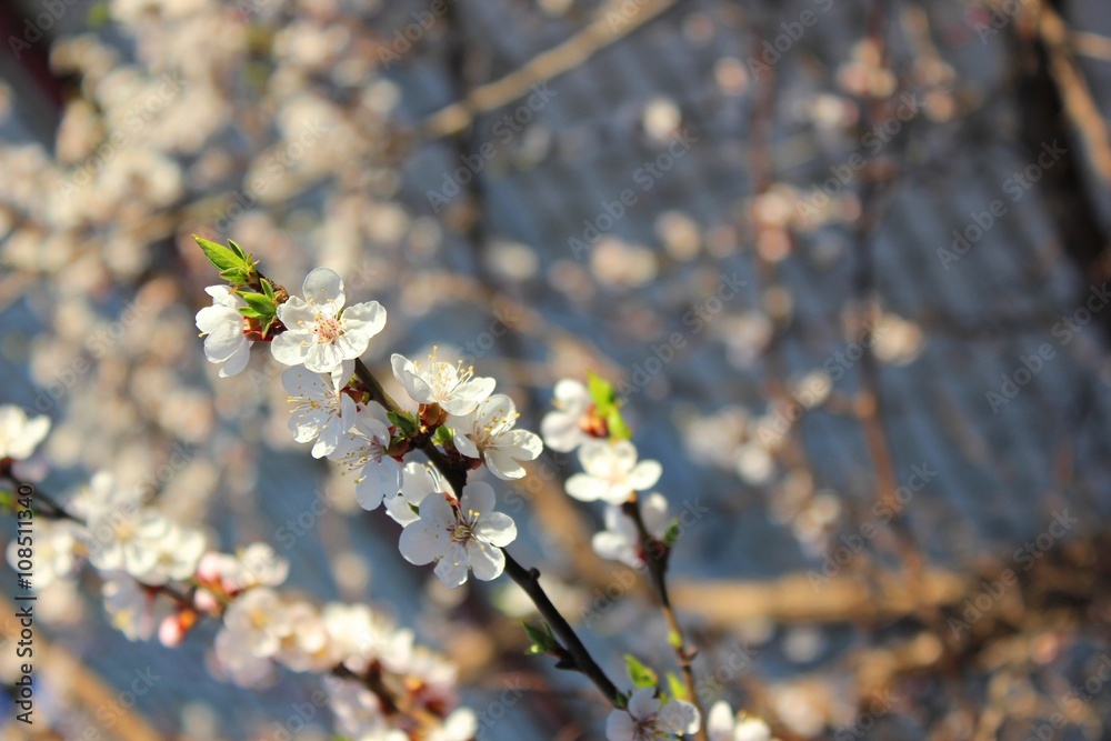 Fototapeta premium Белые цветы вишни в весной