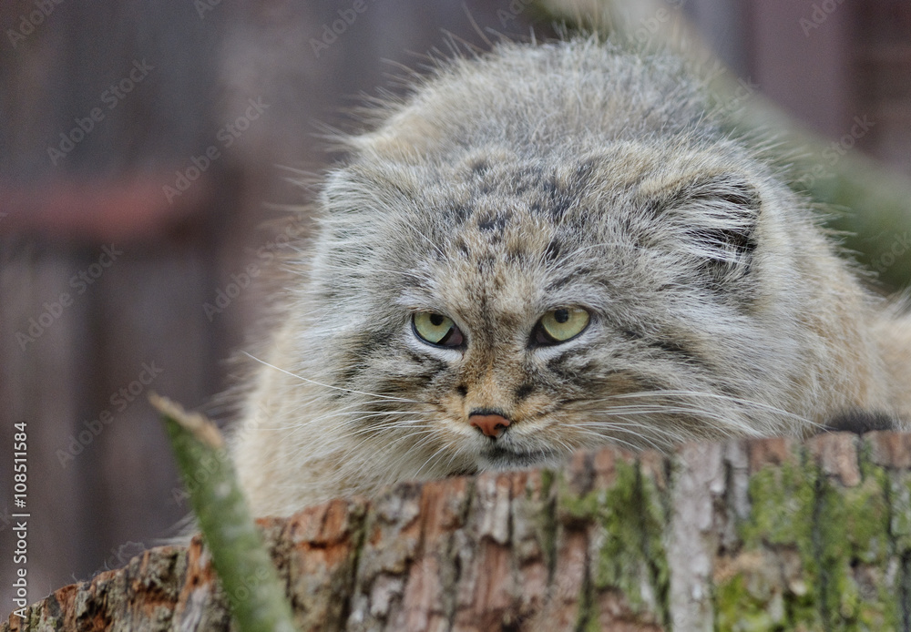 manul the wild cat