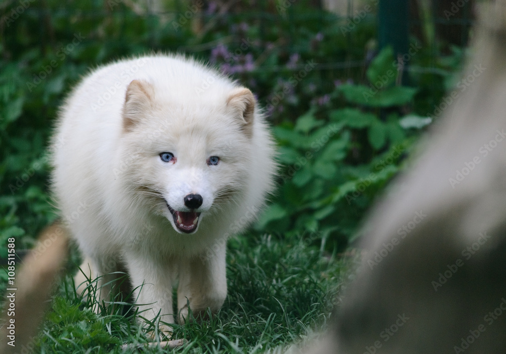 smiling white arctic fox walks in green grass