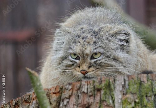 manul the wild cat