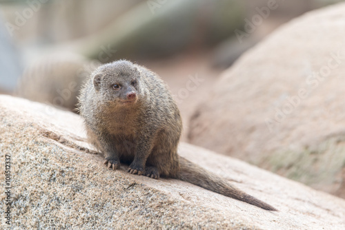 Billede på lærred Herpestes (mongoose family)