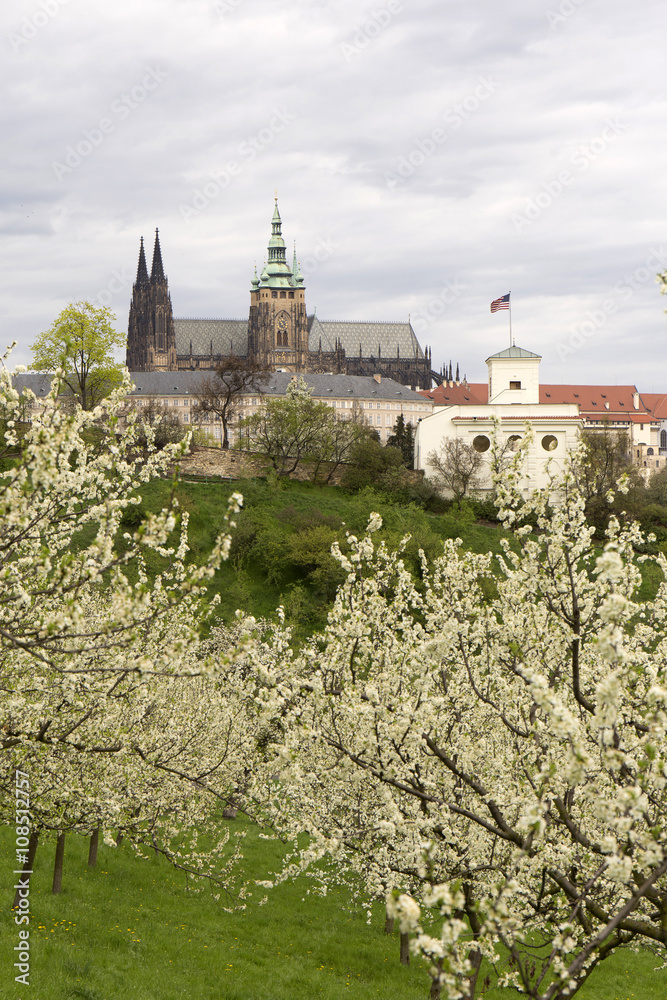 pring Prague City with gothic Castle, green Nature and flowering Trees, Czech Republic