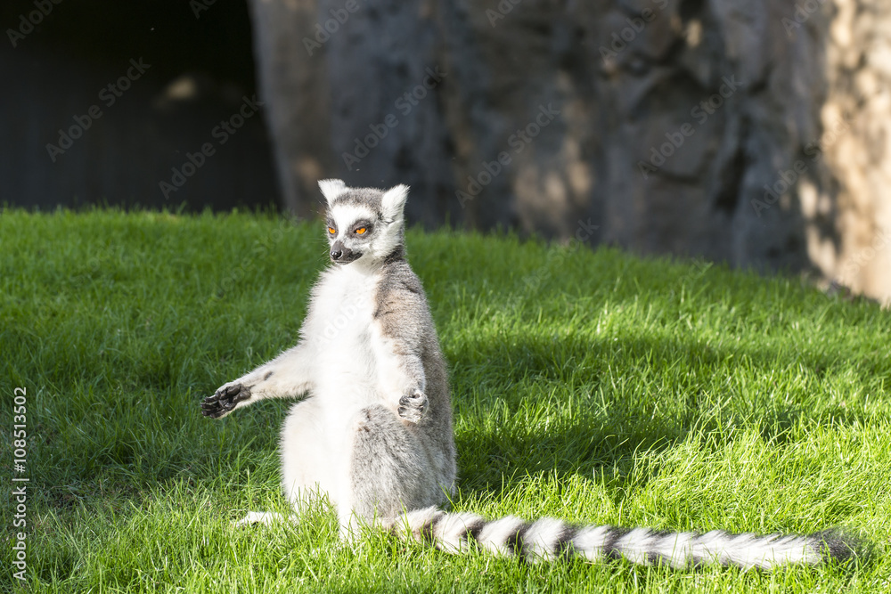 The ring-tailed lemur (catta)