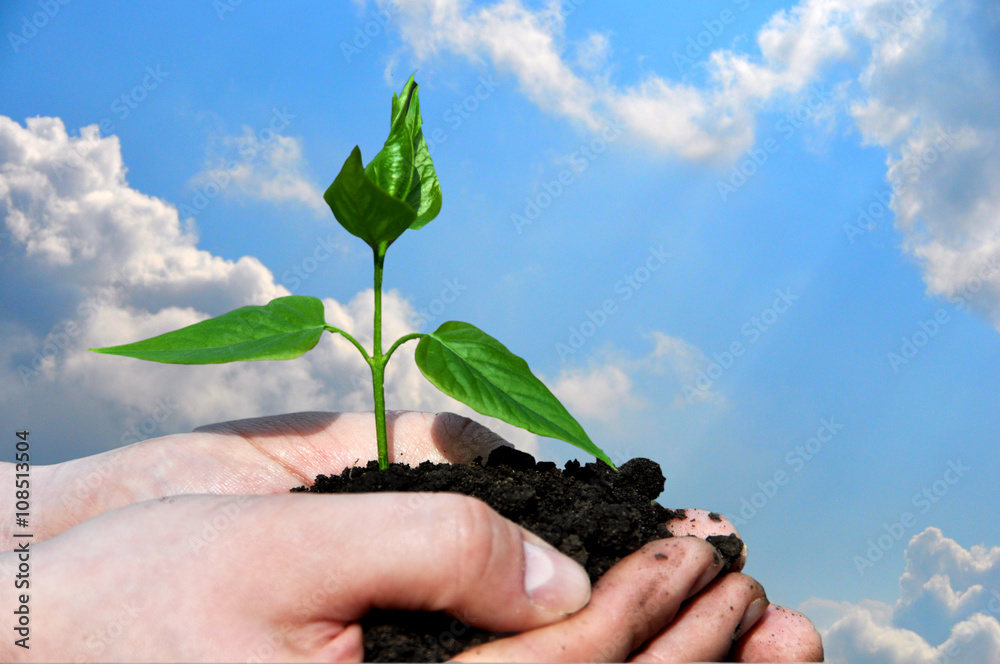 Green seedling in hand on sky background Green seedling in hand on sky background