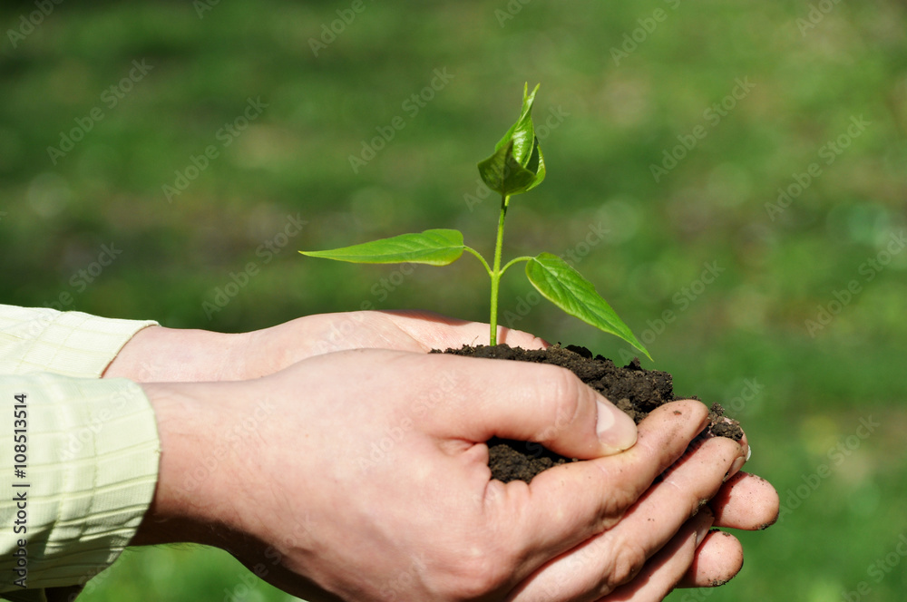 Hands holding green sapling with soil Hands holding green sapling with soil