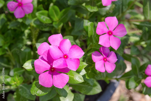 Catharanthus Roseus or Madagascar in garden