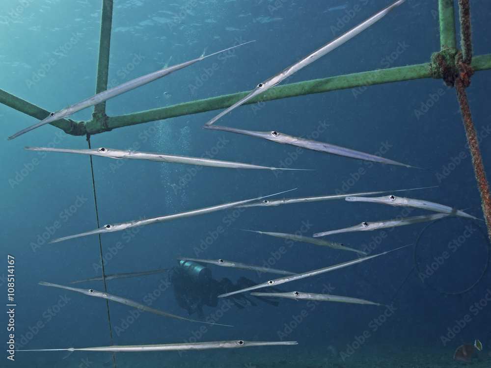 Fototapeta premium Group of Cornetfish (Fistularia commersonii)