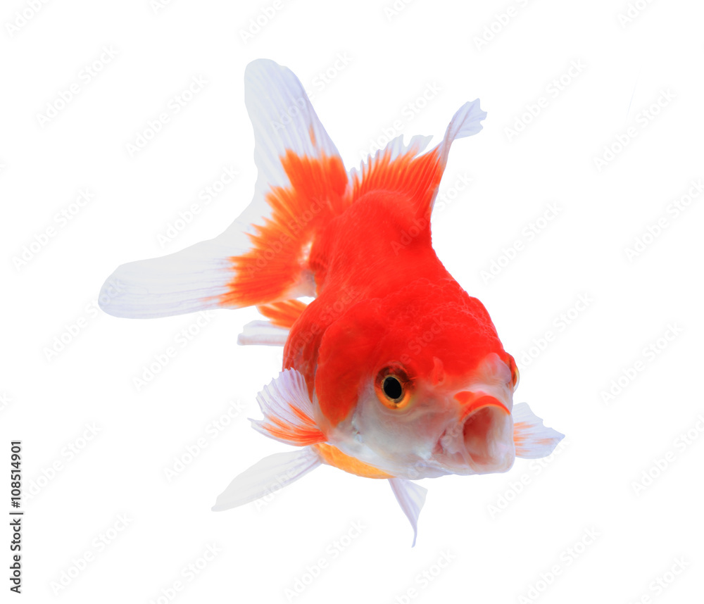 Naklejka premium Oranda goldfish isolated on white, high quality studio shot manu