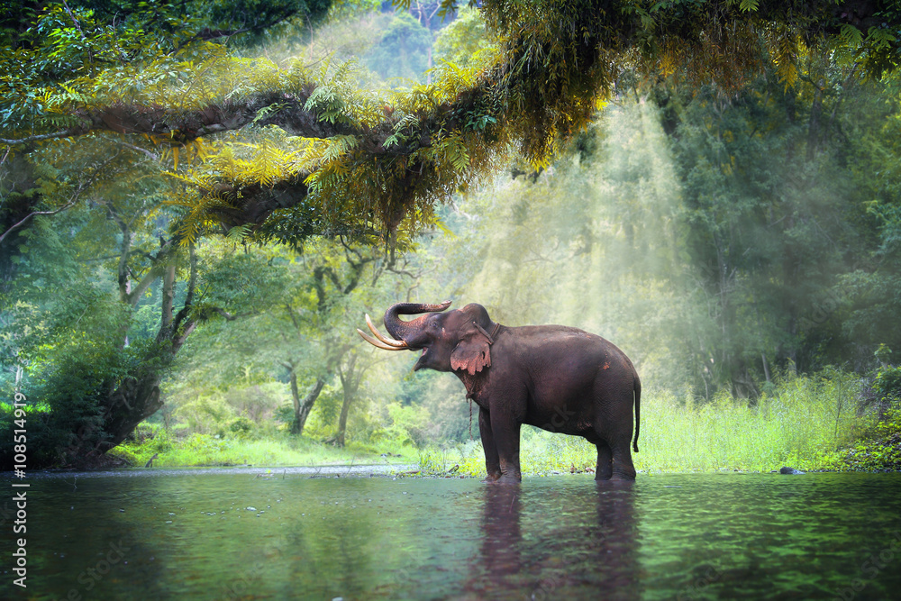 Fototapeta premium Dziki słoń w pięknym lesie w prowincji Kanchanaburi w Tajlandii (ze ścieżką przycinającą)