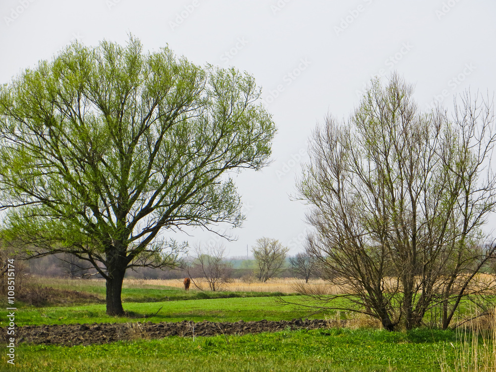 Fototapeta premium Landscape