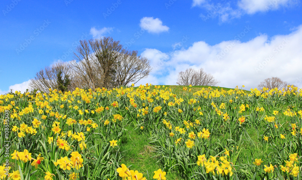 host of daffodils