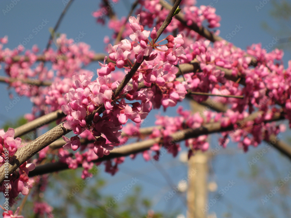 Pink cherry flowers Pink cherry flowers
