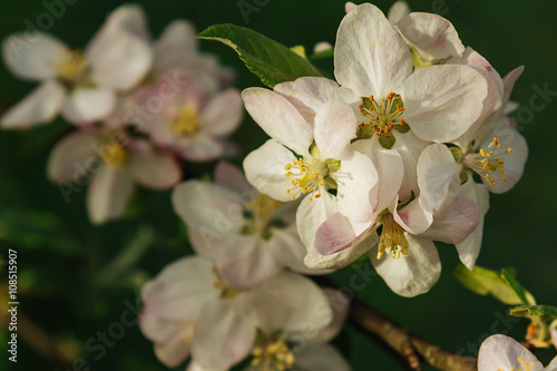 Apple tree blossom