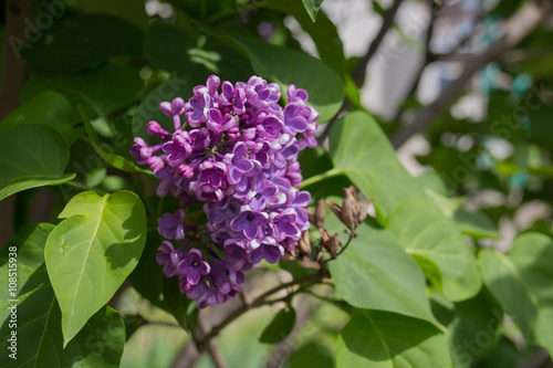 Lilac flowers