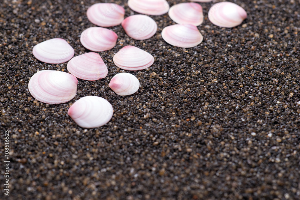 Seashells on dark sand Seashells on dark sand
