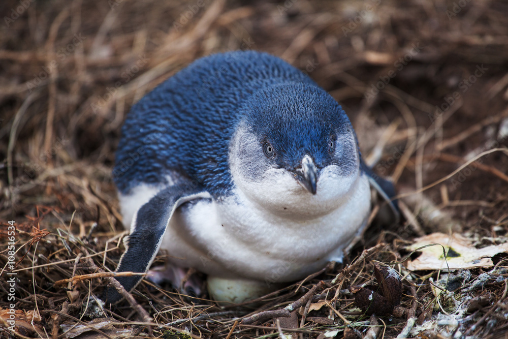 Fototapeta premium Little penguin incubates the egg. Marine Centre, Kangaroo Island, Australia