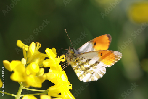 Butterfly sitting on a branch wings spread © chermit