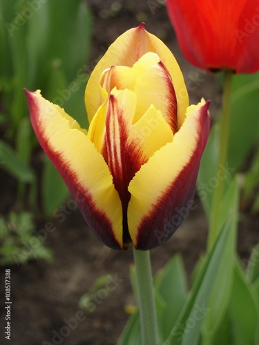 Tulip flower 'Keizerskroon' (red and yellow) photo