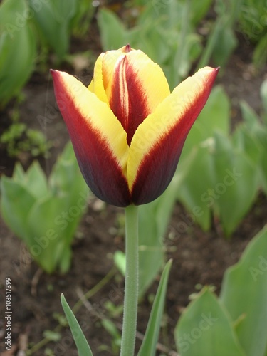 Tulip flower 'Keizerskroon' (red and yellow) photo