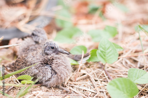 Baby spotted doves on the ground © Sirichai Puangsuwan