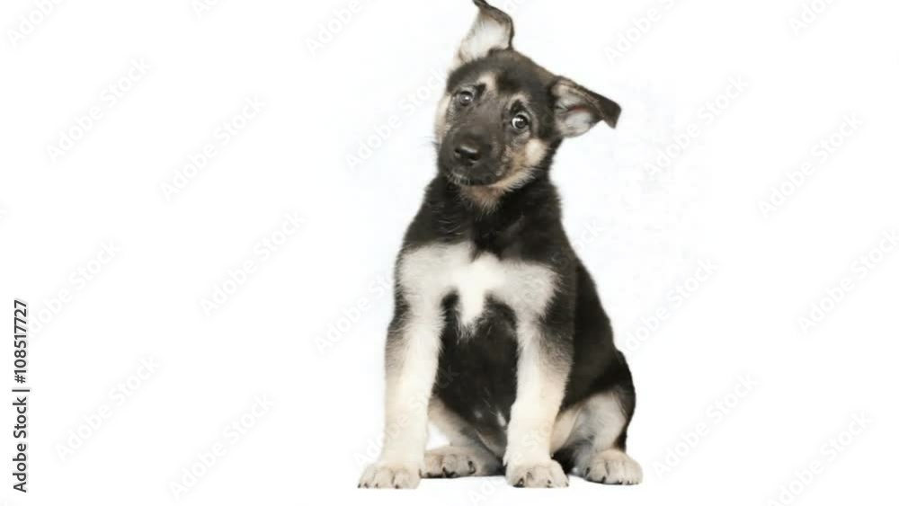 Shepherd puppy sitting on a white background Shepherd puppy sitting on a white background