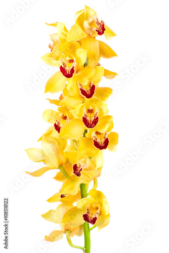 Fototapeta Naklejka Na Ścianę i Meble -  Cymbidium orchid branch isolated on white background
