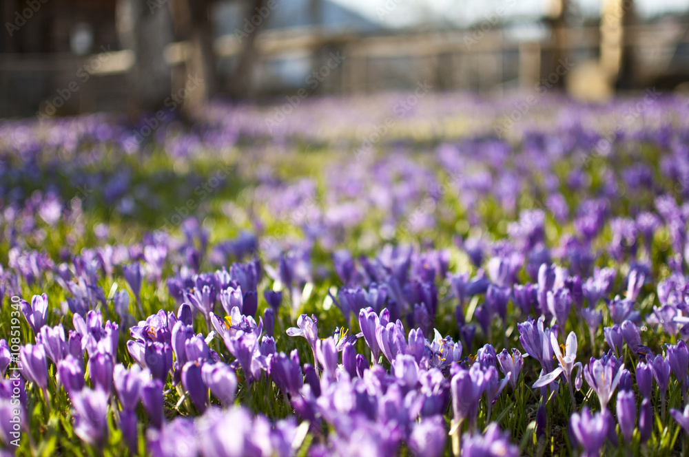 Naklejka premium Crocus is a genus of flowering plants in the iris family comprising 90 species of perennials grown from corms.