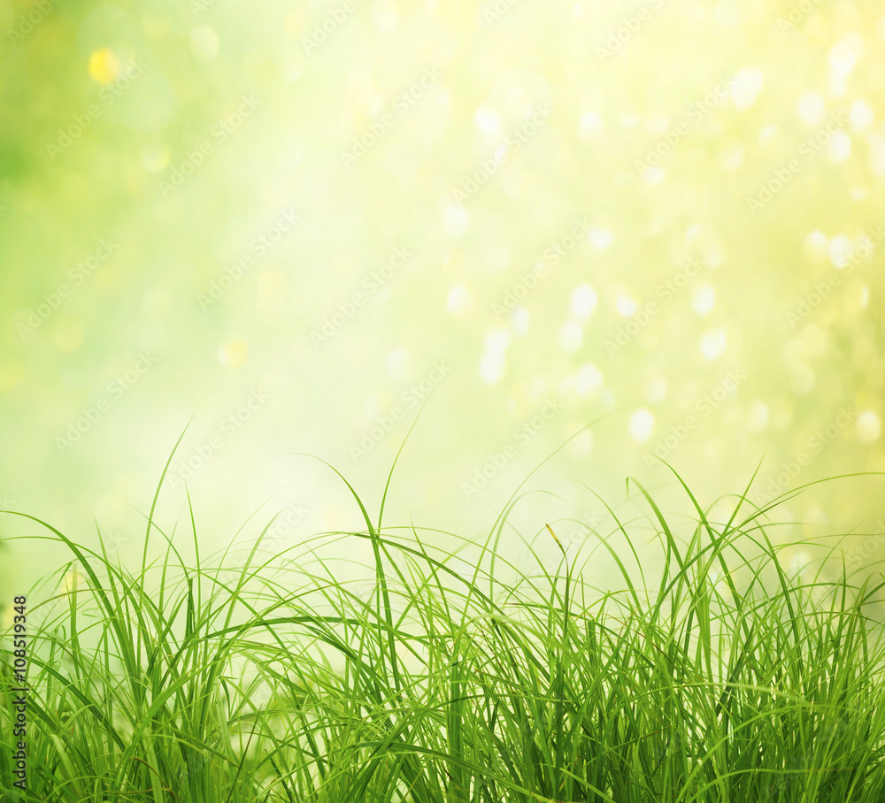 Fototapeta premium grass in the garden