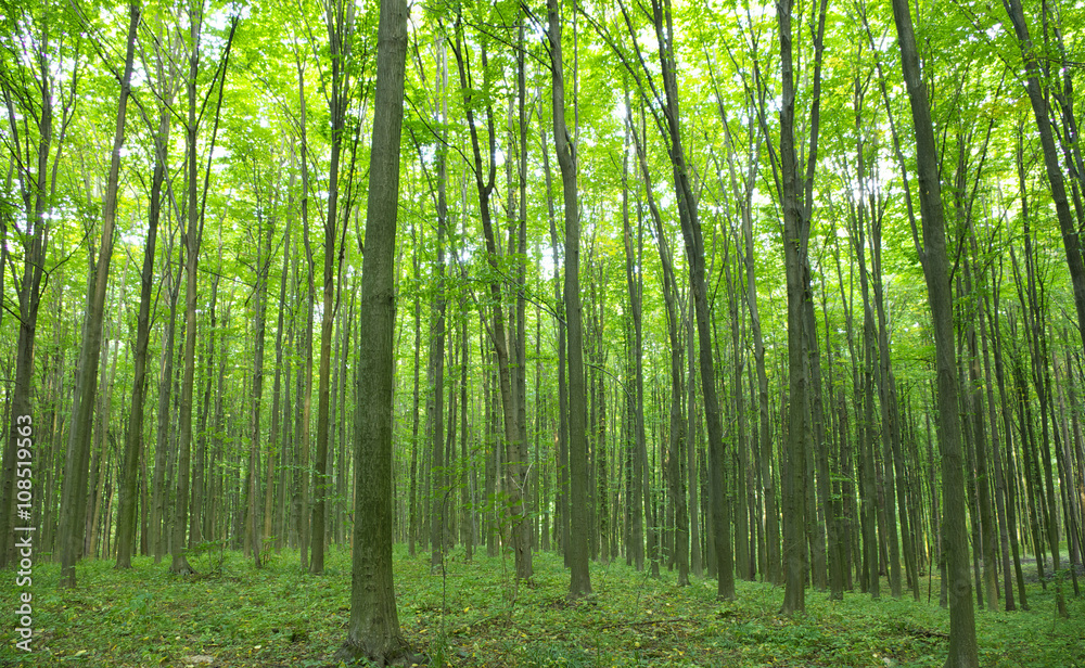 Forest Forest
