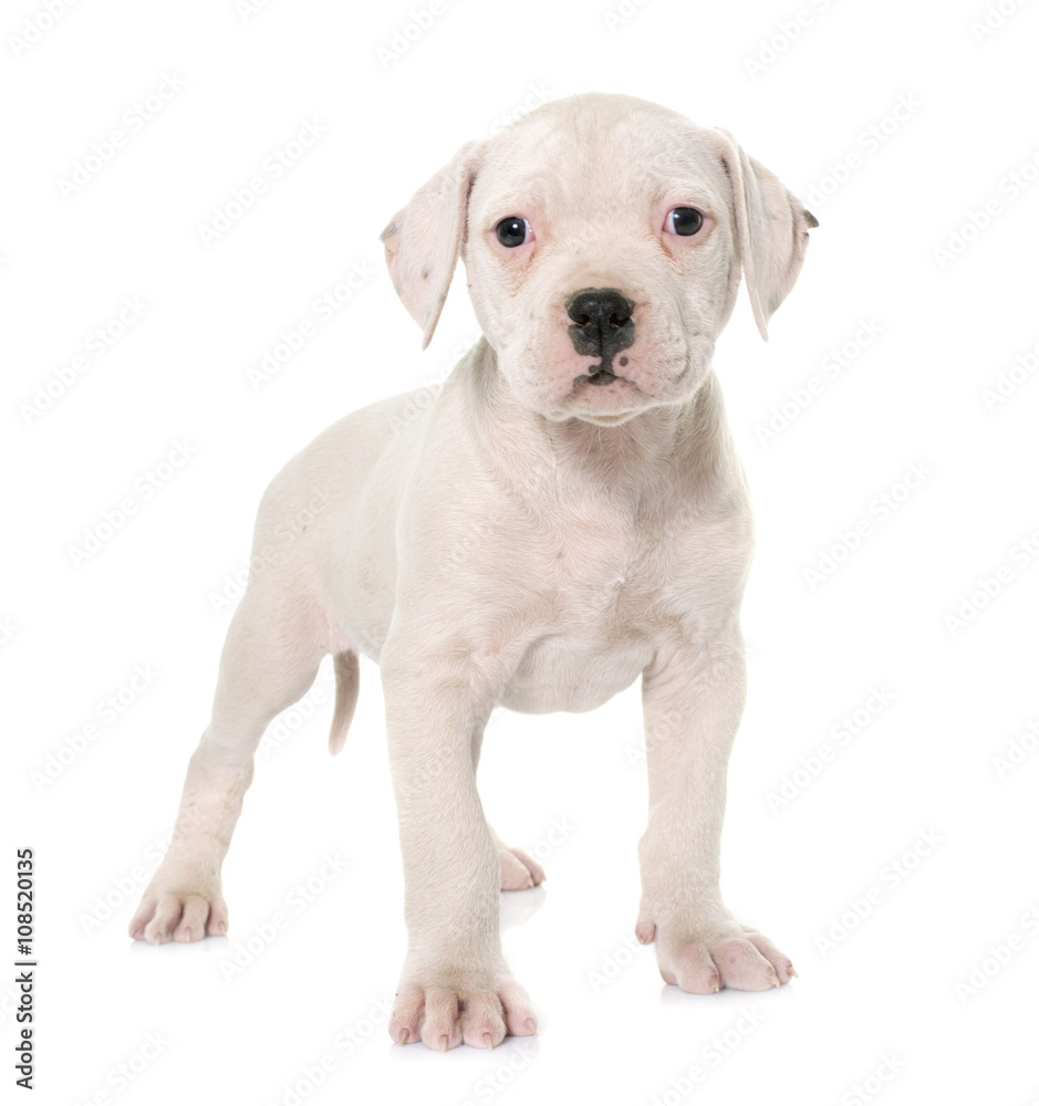 puppy american bulldog puppy american bulldog