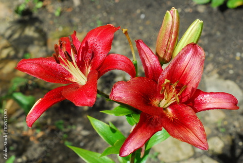 Liliowiec rdzawy, hemerocallis fulva photo