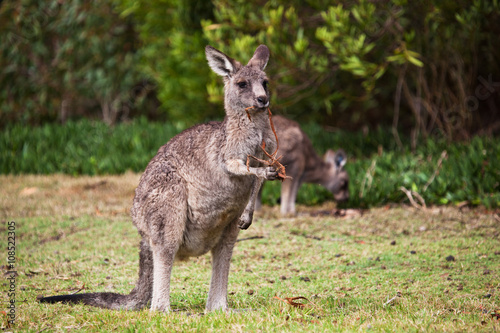 Kangaroo on the golf course  Australia  