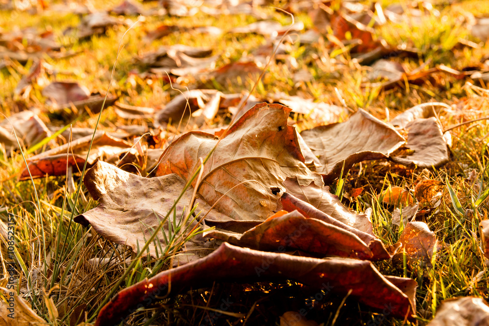 Autumn Indian almond leaf Stock Photo | Adobe Stock