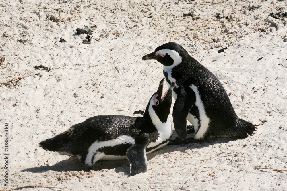 Fototapeta premium African Penguins