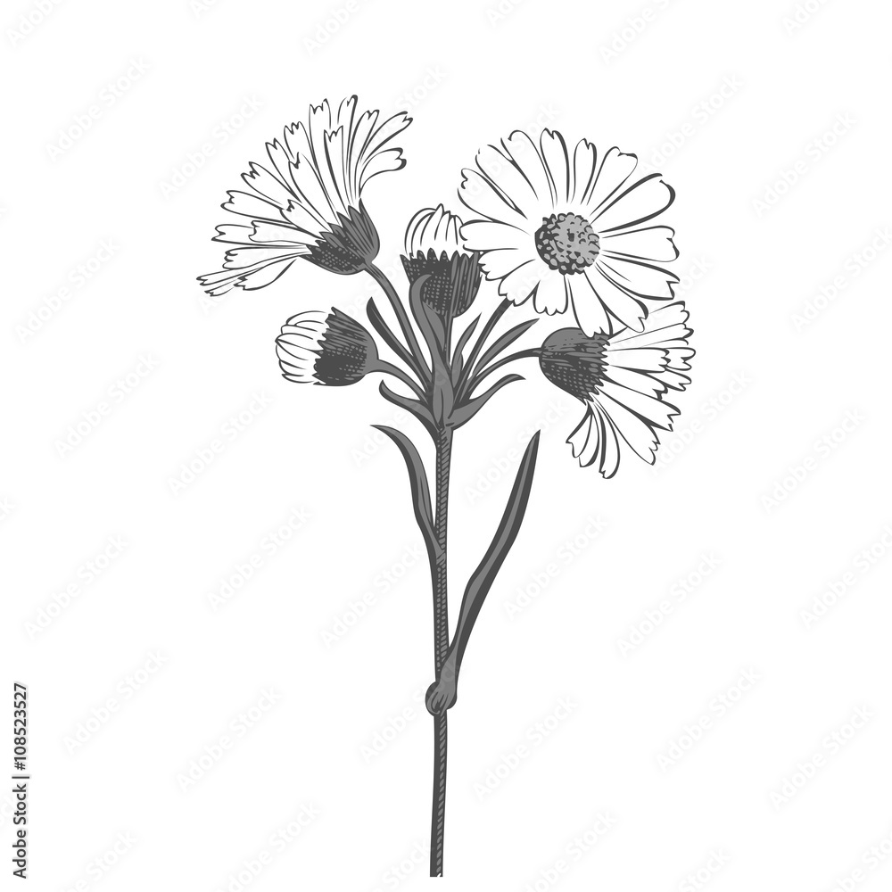 Hand drawn bouquet of daisy flowers isolated on white background