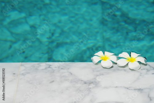 Frangipani flowers in the swimming pool © esanud