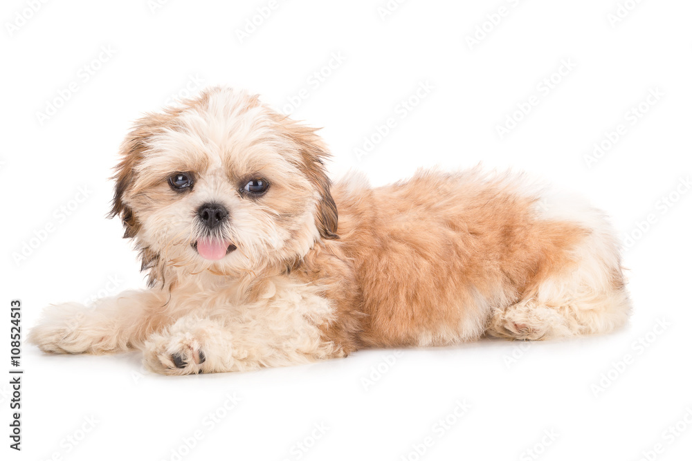Shih-tzu puppy posing isolated on white background Shih-tzu puppy posing isolated on white background